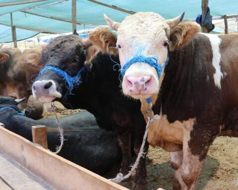 Türkiye'nin 2026 Kurban Vekalet Ücretleri Açıklandı