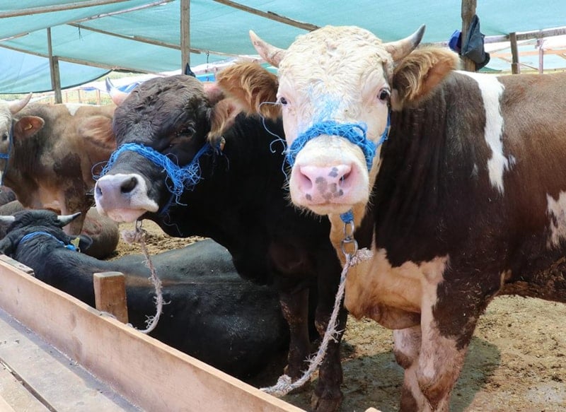 Türkiye'nin 2026 Kurban Vekalet Ücretleri Açıklandı