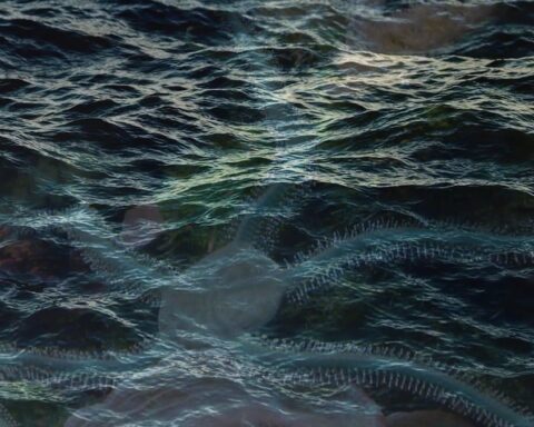 Ukrayna'nın Okyanus Araştırmaları: Kendini Yenileyen Ofiuralar Keşfedildi