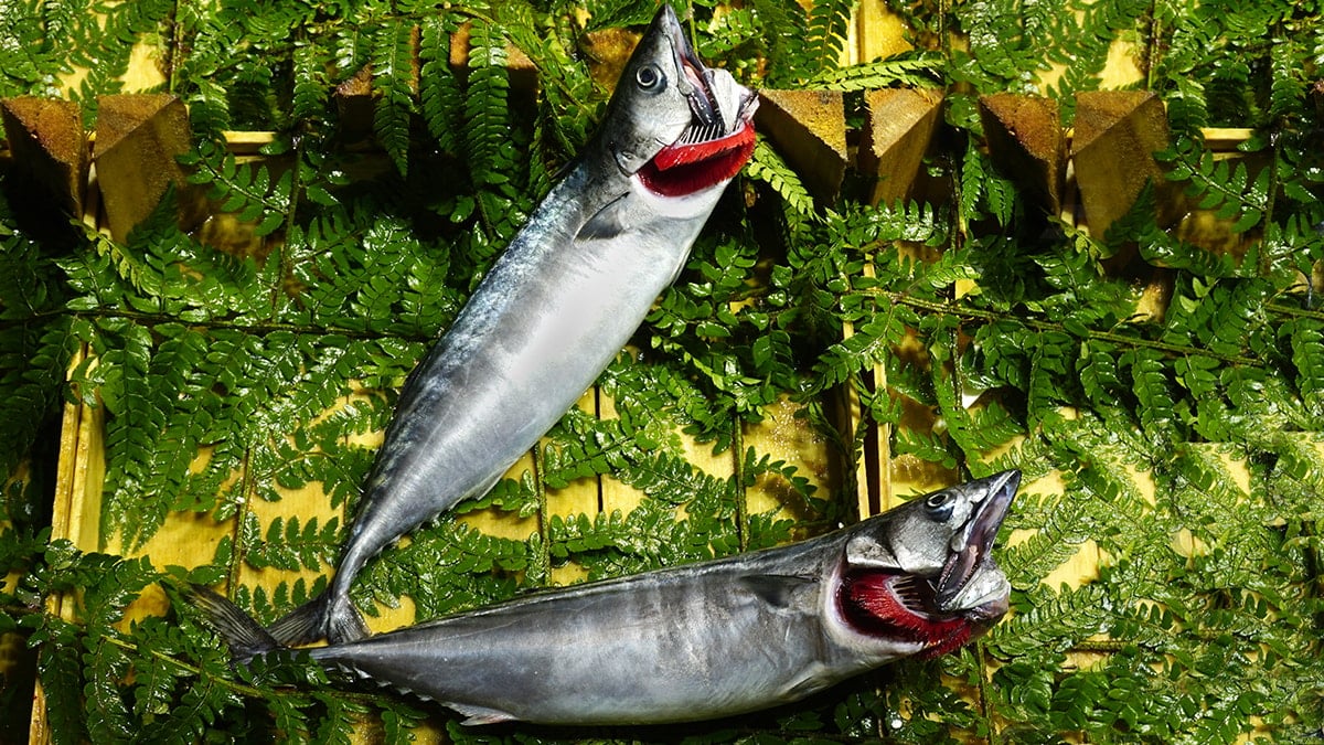 Uskumru Stokları Tehlikede: Aşırı Avlanma Sürdürülebilirliği Tehdit Ediyor