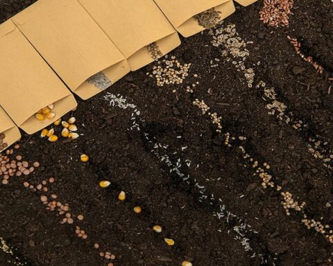 Uzmanların 'dikmeyin' uyarısını dikkate almayan bahçıvanın sürpriz deneyimi