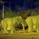 Wansui Dağı’ndaki Etkinlikte Fil İlgisi Aldatıcı Performanslarla Sarsıldı