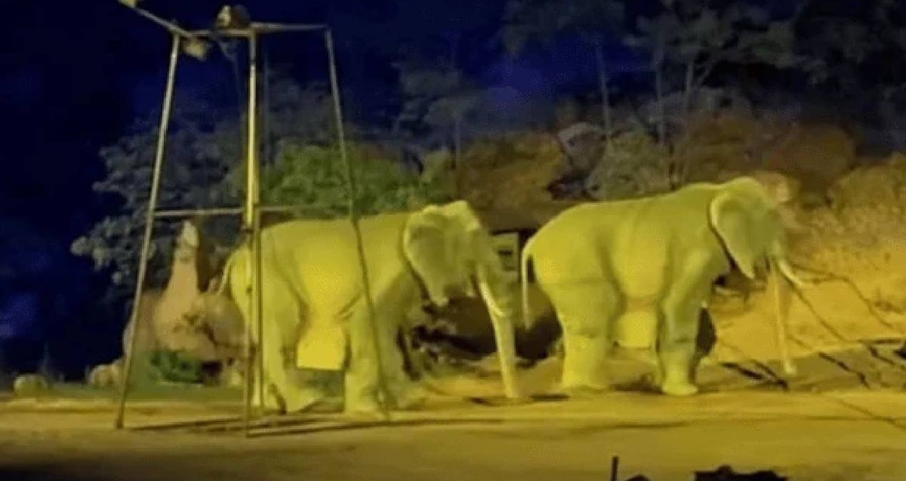 Wansui Dağı’ndaki Etkinlikte Fil İlgisi Aldatıcı Performanslarla Sarsıldı