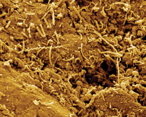 Yer kabuğundaki tektonik hareketler mikropları yüzeye taşıyor