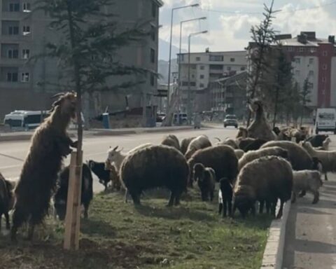 Yüksekova’da Koyun Sürüsü Trafiği Durdurdu, Sürücüler Sabırla Bekledi