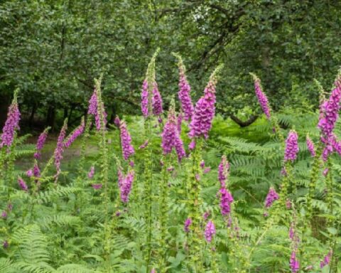 Zehirli Olmasına Rağmen Tedavi Edici Özellikleriyle Dikkat Çeken Bitkiler