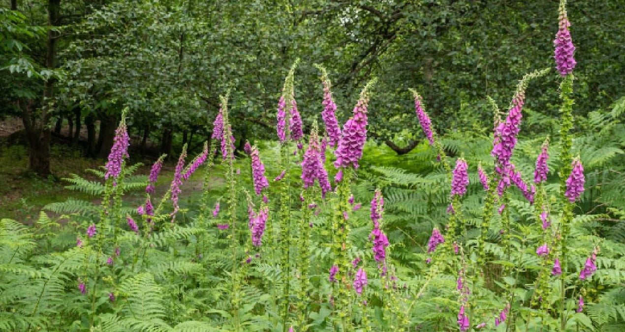Zehirli Olmasına Rağmen Tedavi Edici Özellikleriyle Dikkat Çeken Bitkiler