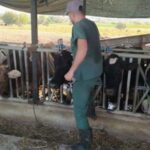 17 Mahallede Şap Hastalığı Nedeniyle Karantina Uygulanıyor