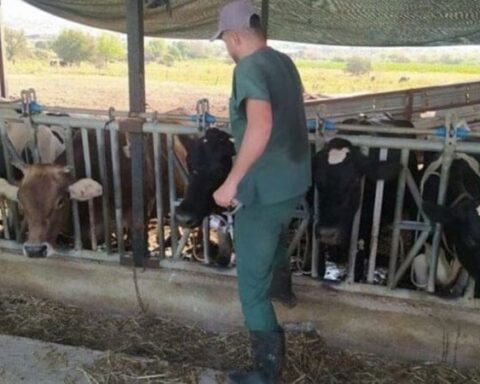 17 Mahallede Şap Hastalığı Nedeniyle Karantina Uygulanıyor