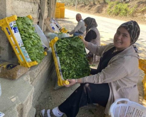 Alaşehir'de asma yaprağı fiyatları yükseldi, üreticilere önemli gelir sağlıyor