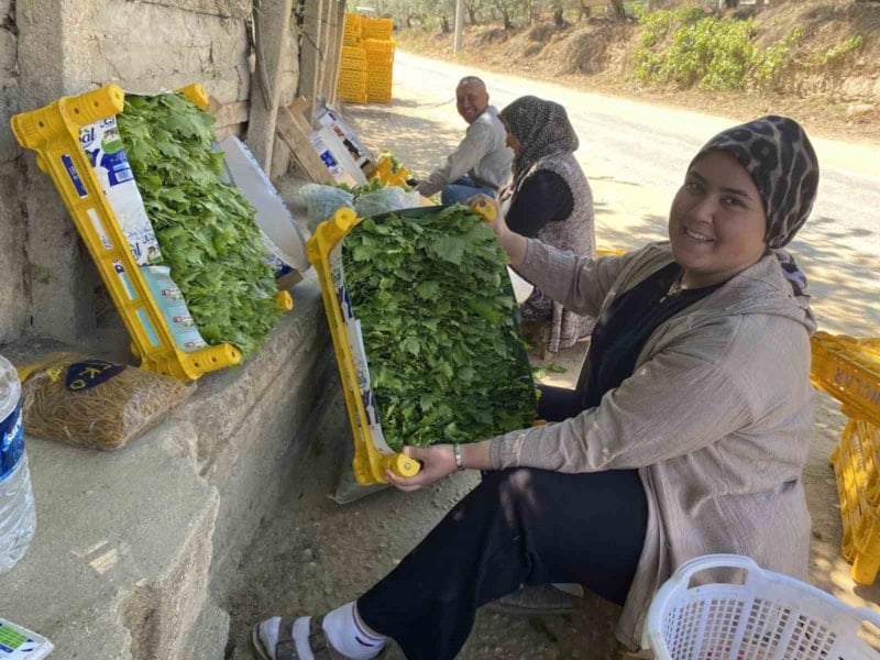 Alaşehir'de asma yaprağı fiyatları yükseldi, üreticilere önemli gelir sağlıyor