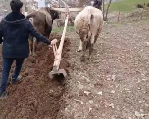 Bahçesaray'da Geleneksel Tarım Uygulamaları Kültürel Mirası Yaşatıyor