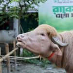 Bangladeş'te Albino Manda, Kurban Bayramı'nda Kesimden Kurtarıldı