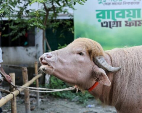 Bangladeş'te Albino Manda, Kurban Bayramı'nda Kesimden Kurtarıldı