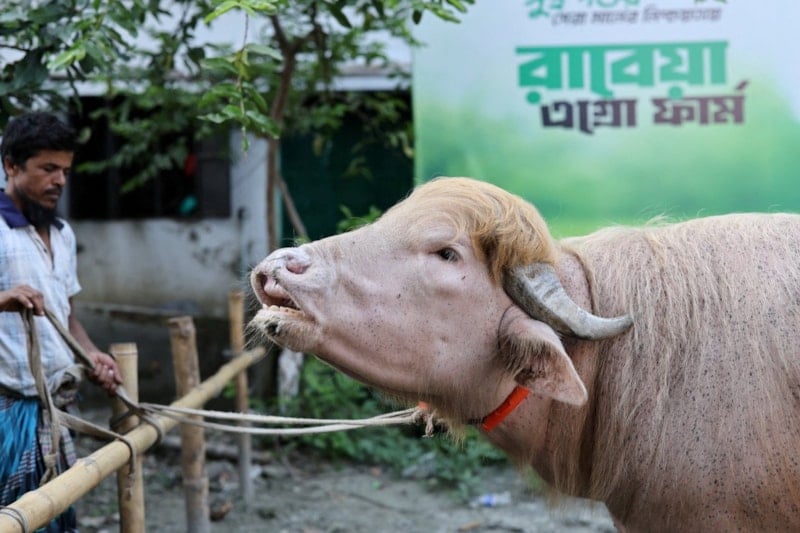 Bangladeş'te Albino Manda, Kurban Bayramı'nda Kesimden Kurtarıldı