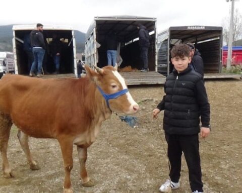 Bolu'da 13 Yaşındaki Çocuk, Kurbanlık Hayvan Satışı Yapıyor