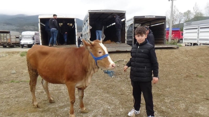 Bolu'da 13 Yaşındaki Çocuk, Kurbanlık Hayvan Satışı Yapıyor