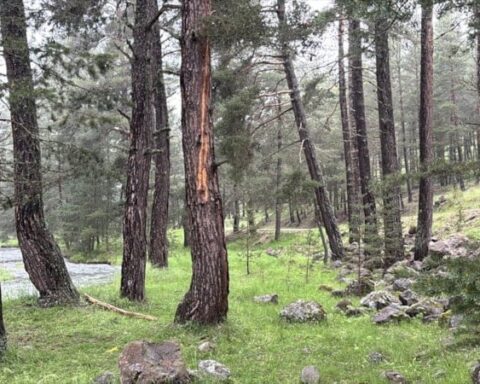 Bolu'da Yıldırım Düşmesi Sonucu 1'i Ağır 3 Kişi Yaralandı