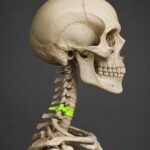 C6 omuru sosyal medyada ilgi odağı oldu: Anatomik yapısı gülümseyen yüzü andırıyor