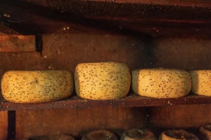Casu Marzu: Yasaklı Peynirin Sardinya'daki Gizli Yaşamı