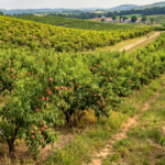 Del Monte Foods’un İflası, Kaliforniya Şeftali Üreticilerini Tehdit Altında Bıraktı