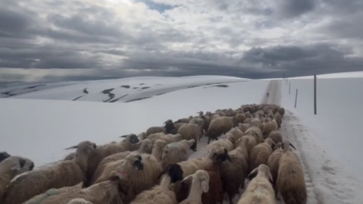 Erzincan'da Mayıs Ayında Kar Sürprizi Hayvan Besicilerini Zorladı