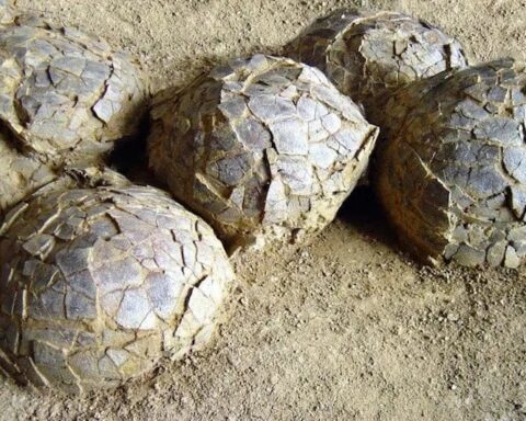 Fransa'da 72 milyon yıllık dinozor yumurtaları keşfedildi.