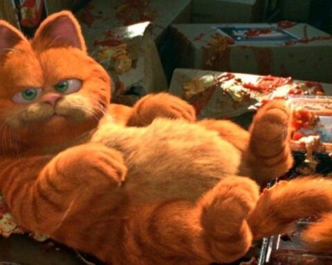 Garfield karakterinin ilham kaynağı: Gerçek kedi cinsi Exotic Shorthair
