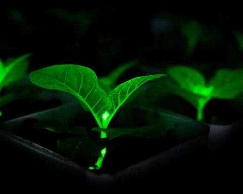 Genetik Olarak Değiştirilmiş Bitkiler, Elektrik Faturalarını Tarihe Gömme Potansiyeli Taşıyor