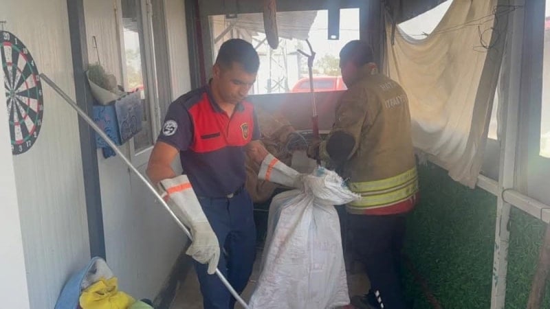 Hatay'da yılan, itfaiye ekipleri tarafından doğaya bırakıldı