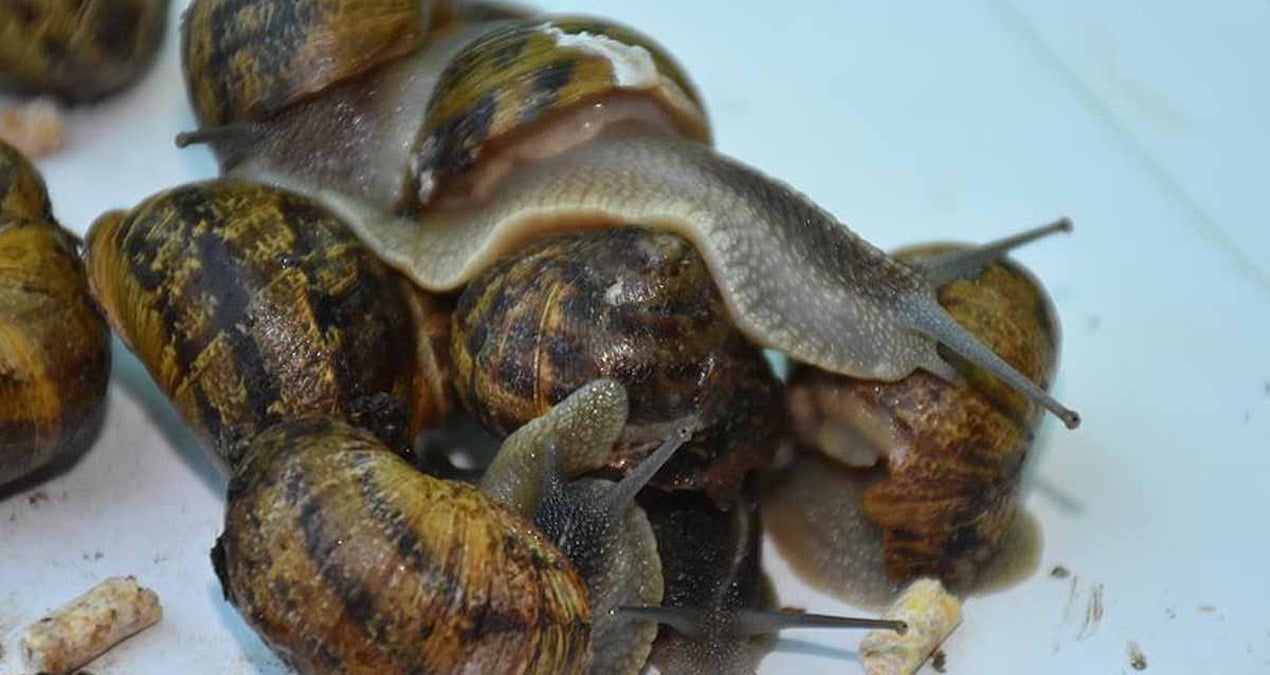 İspanya'da Salyangozlara Karşı Yeni Kararname Yayımlandı