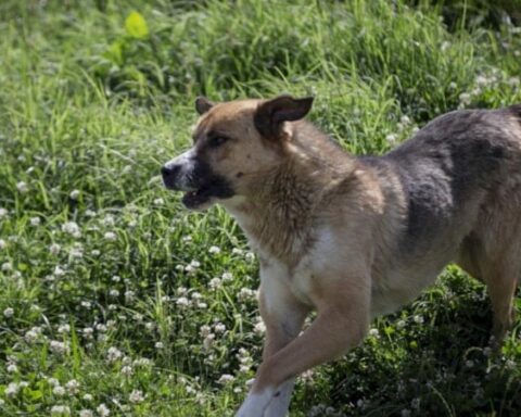 İstanbul'da İrlandalı Turist Köpek Saldırısında Yaralandı, Tazminat Aldı