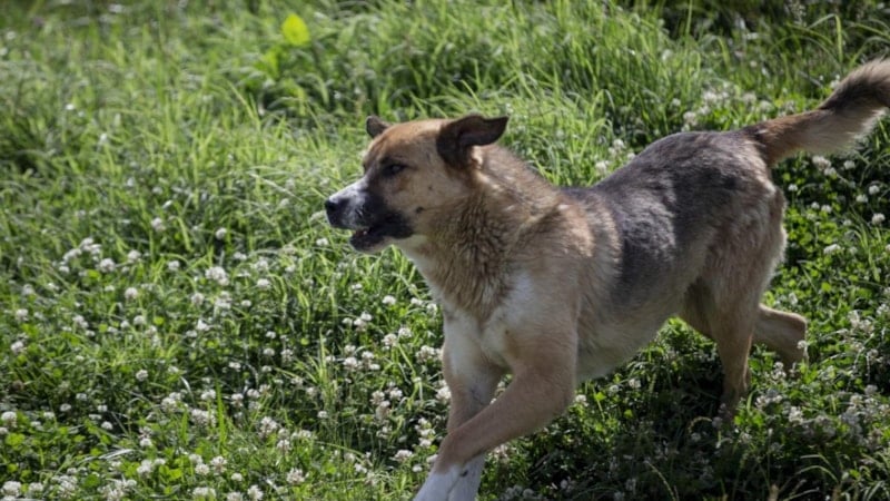 İstanbul'da İrlandalı Turist Köpek Saldırısında Yaralandı, Tazminat Aldı