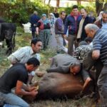 İstanbul'da Kurban Kesimi Sırasında 767 Kişi Yaralandı