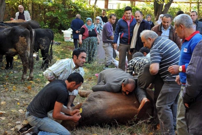 İstanbul'da Kurban Kesimi Sırasında 767 Kişi Yaralandı