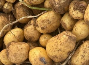 Jeopolitik Kriz, Avrupa Tarımında Patates Fiyatlarını Yüzde 700 Artırdı
