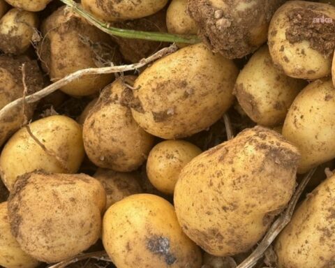 Jeopolitik Kriz, Avrupa Tarımında Patates Fiyatlarını Yüzde 700 Artırdı