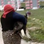 Karabük'te yol ortasında hindilerin ilginç kavgası trafiği durdurdu