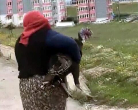 Karabük'te yol ortasında hindilerin ilginç kavgası trafiği durdurdu
