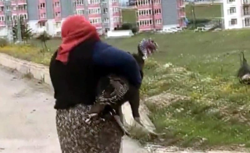 Karabük'te yol ortasında hindilerin ilginç kavgası trafiği durdurdu