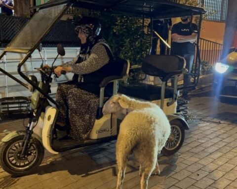 Kayıp Kuzu 'Çorap', Sahibiyle Yeniden Buluştu