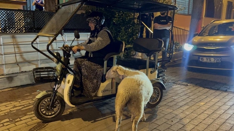 Kayıp Kuzu 'Çorap', Sahibiyle Yeniden Buluştu