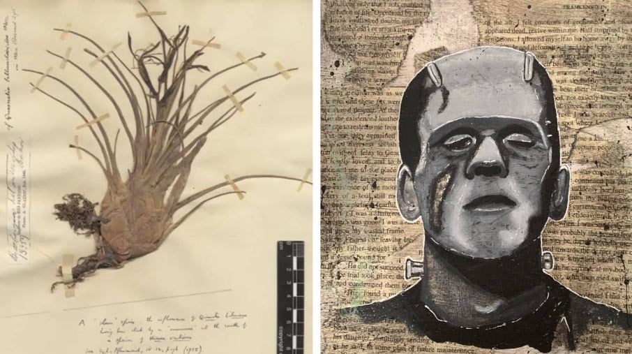 Kew Bahçeleri'ndeki 'Frankenstein bitki' yalanı açığa çıktı