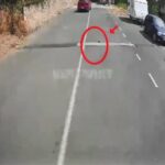 Kocaeli'de Otobüs Şoförü, Kaplumbağayı Ezilmekten Kurtardı