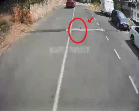 Kocaeli'de Otobüs Şoförü, Kaplumbağayı Ezilmekten Kurtardı