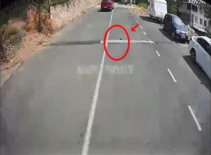 Kocaeli'de Otobüs Şoförü, Kaplumbağayı Ezilmekten Kurtardı