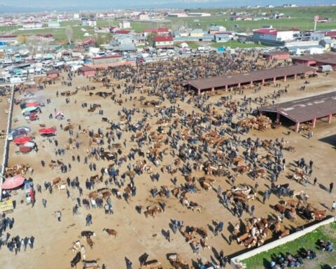 Kurban Bayramı öncesi Ağrı Hayvan Borsası'nda hareketlilik artıyor