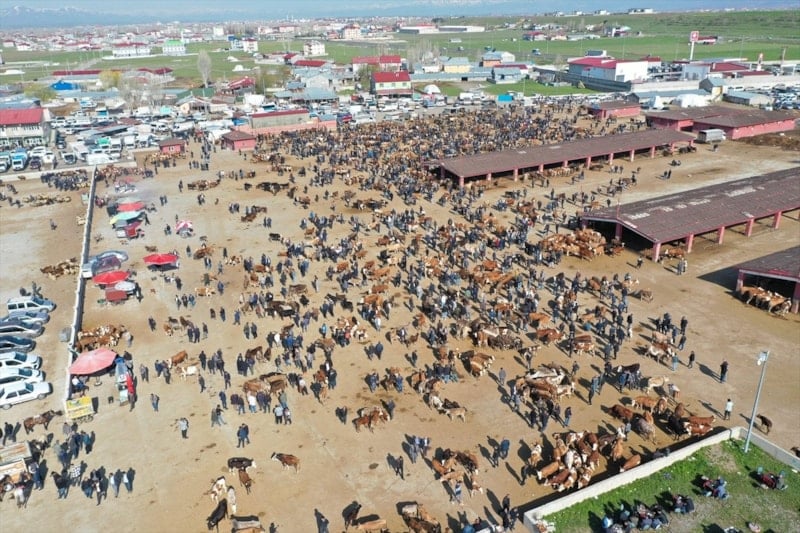Kurban Bayramı öncesi Ağrı Hayvan Borsası'nda hareketlilik artıyor
