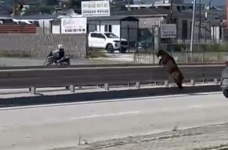 Kurban Bayramı'nda Kaçan Hayvanlar Şehirlerde Kargaşaya Neden Oldu