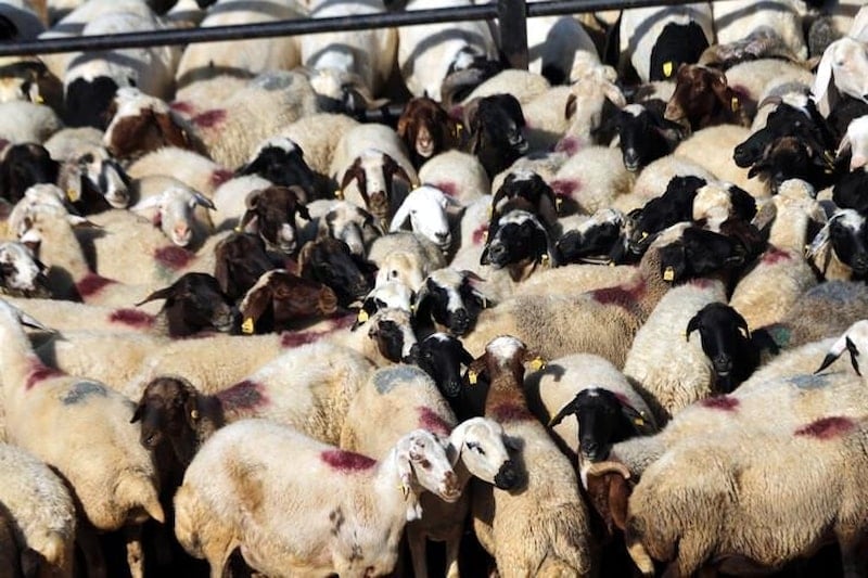 Kurban Bayramı’nda Sağlıklı Beslenme için Uyarılar Yapıldı